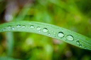 Water drops on the green grass. Macro photo