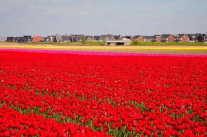 campo de tulipanes