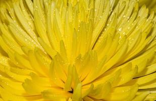 macro of yellow chrysanthemum photo