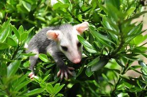 Baby Possum in Bush photo