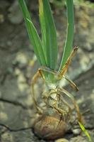 raíces, hojas y bulbo de cebolla en desarrollo
