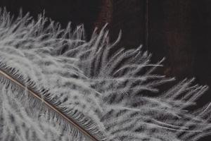 Close-up of white feather photo