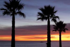 Silhouettes of palm trees at sunset photo