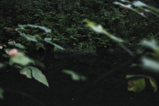 helechos y arbustos foto