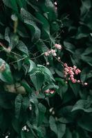 Pink flower with green leaves photo