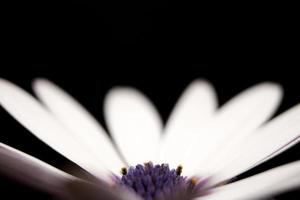 White and purple flower petals on black photo