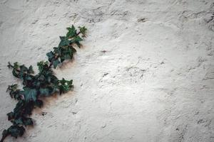 Green ivy growing on white wall photo