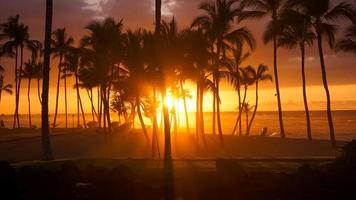 Silhouette photo of palm trees 