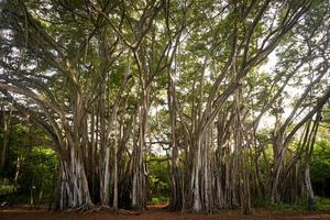 foto de árboles durante el día