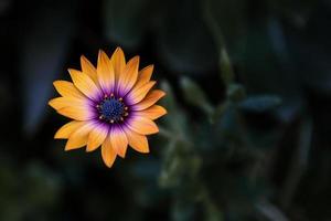 Colorful African daisy photo