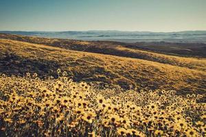 campo de flores amarillas durante el día foto