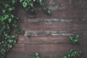 Wooden wall with ivy photo