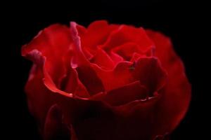 Red rose in close up photo