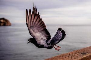 Close-up of flying pigeon photo