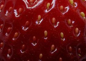 Red strawberry seeds photo