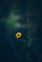 Yellow petaled flower  photo