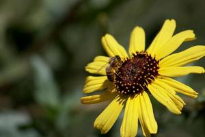 abeja en flor amarilla foto