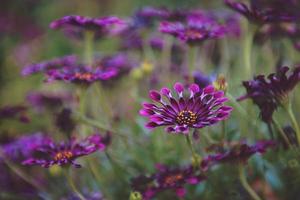 Close up of purple African daises  photo