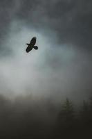 Bird flying in stormy sky photo