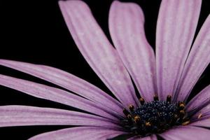 Purple flower petals on black background photo