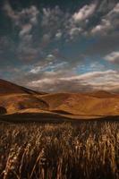 Wheat field under cloudy sky photo