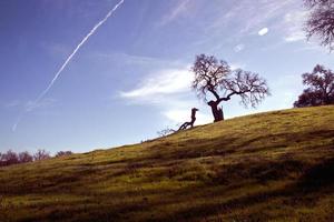 árboles en una colina bajo un cielo azul foto