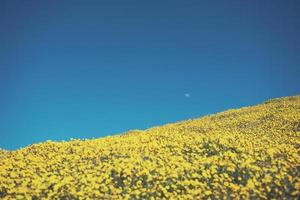 Moon in blue sky above yellow flowers photo