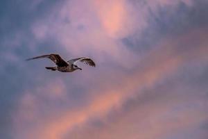 Seagull flying at sunset photo