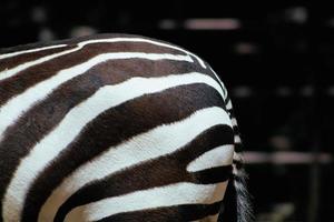 Black and white zebra fur 