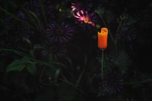 flor de amapola naranja foto
