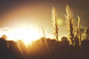 Close-up of wild grass at golden hour photo