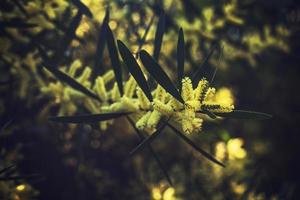 Yellow floral bush photo