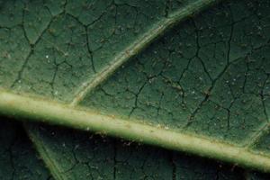 Green leaf close-up