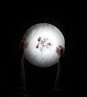 Person holding an illuminated preserved flower photo