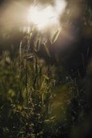 Sunlight on wild grass photo