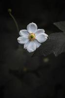 White petaled flower photo