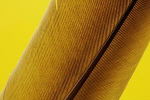Brown feather yellow textile