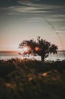 Tree near body of water during sunset photo