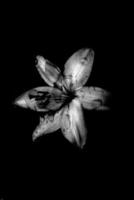 White lily flower photo