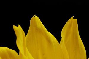 Yellow flower on black background  photo