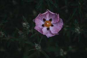 Top view of oriental poppy photo