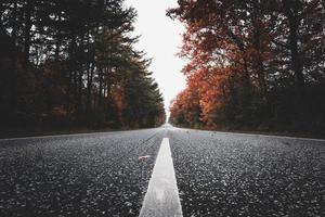 Road through colorful trees photo