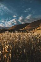 campo de trigo cerca de las colinas foto