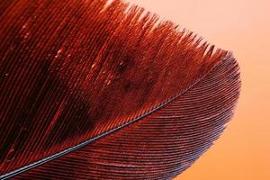 Red and black feather illustration photo