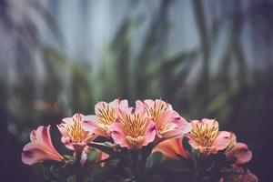 Pink and yellow azalea flowers photo