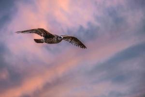 Seagull against sunset sky photo