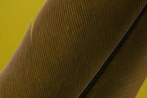 palo marrón y textiles en amarillo foto