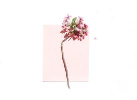 Blossom tree branch  photo