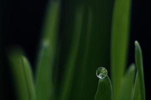 Water drop on green leaf photo