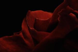 Close-up of red rose petals